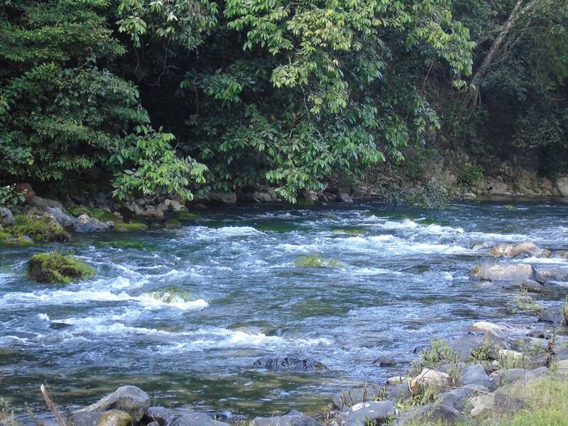 Río de aguas rápidas entre selva